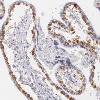 Anti-MBNL3 antibody produced in rabbit 