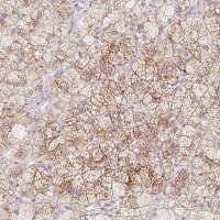 Anti-MCOLN3 antibody produced in rabbit 