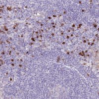 Anti-MCUB antibody produced in rabbit 