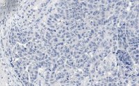 Anti-MDM2 Antibody, clone IF2 ZooMAb Mouse Monoclonal 