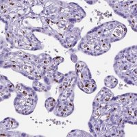Anti-MEOX2 antibody produced in rabbit 