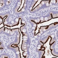Anti-MEP1B antibody produced in rabbit 