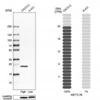 Anti-METTL7B antibody produced in rabbit 