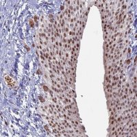 Anti-MFAP1 antibody produced in rabbit 