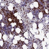 Anti-MFSD2B antibody produced in rabbit 