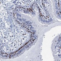 Anti-MFSD5 antibody produced in rabbit 