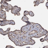 Anti-MGLL antibody produced in rabbit 