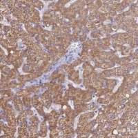 Anti-MGST1 antibody produced in rabbit 