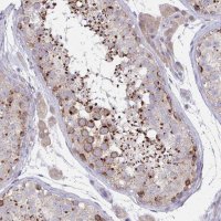Anti-MIA3 antibody produced in rabbit 