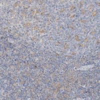 Anti-MICAL1 antibody produced in rabbit 