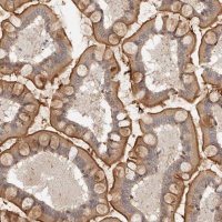 Anti-MICALL2 antibody produced in rabbit 