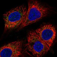 Anti-MICU1 antibody produced in rabbit 