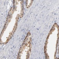 Anti-MIF antibody produced in rabbit 