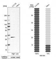 Anti-MIS18A antibody produced in rabbit HPA018286-100UL