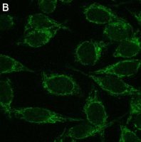 Anti-Mitofusin-2 Antibody, clone 2D19 ZooMAb Rabbit Monoclonal 