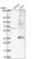 Anti-MLC1 antibody produced in rabbit 