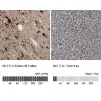 Anti-MLF2 antibody produced in rabbit 