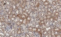 Anti-MLKL Antibody, clone 3F13, ZooMAb Rabbit Monoclonal 