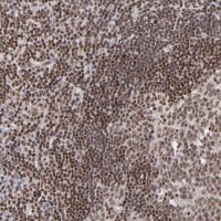 Anti-MLLT3 antibody produced in rabbit 