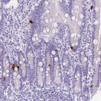 Anti-MLN antibody produced in rabbit 