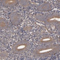 Anti-MMP2 antibody produced in rabbit 