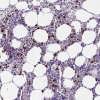 Anti-MMP9 antibody produced in rabbit 