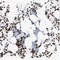 Anti-MNDA antibody produced in rabbit 