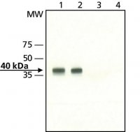 Anti-MO25 antibody produced in rabbit 