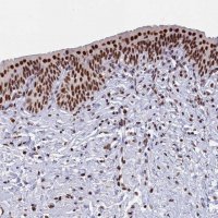 Anti-MOSPD3 antibody produced in rabbit 