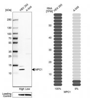 Anti-MPC1 antibody produced in rabbit 