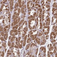 Anti-MPC2 antibody produced in rabbit 