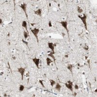 Anti-MPG antibody produced in rabbit 