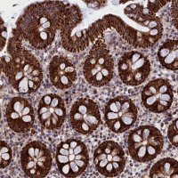 Anti-MPND antibody produced in rabbit 