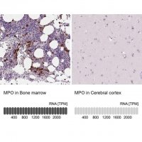 Anti-MPO antibody produced in rabbit 