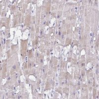 Anti-MRM2 antibody produced in rabbit 