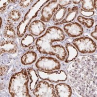 Anti-MRPL28 antibody produced in rabbit 
