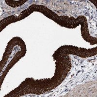 Anti-MRPL38 antibody produced in rabbit 