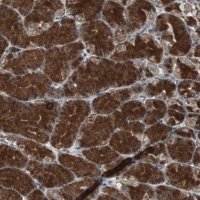 Anti-MRPL40 antibody produced in rabbit 