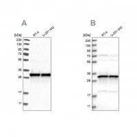 Anti-MRPL45 antibody produced in rabbit 