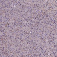 Anti-MRPL57 antibody produced in rabbit 