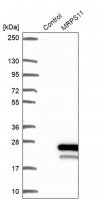 Anti-MRPS11 antibody produced in rabbit HPA043752-100UL