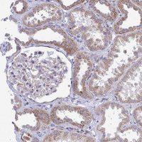 Anti-MRPS16 antibody produced in rabbit 