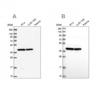 Anti-MRPS9 antibody produced in rabbit 