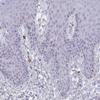 Anti-MS4A2 antibody produced in rabbit 