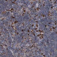 Anti-MS4A4A antibody produced in rabbit 