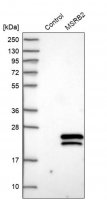 Anti-MSRB2 antibody produced in rabbit 