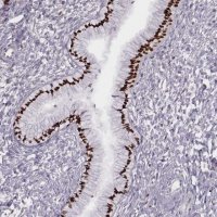 Anti-MSX1 antibody produced in rabbit 