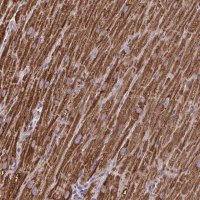Anti-MT-ND3 antibody produced in rabbit 