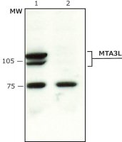 Anti-MTA3L antibody produced in rabbit M0819-200UL