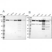 Anti-MTHFD1 antibody produced in rabbit 
